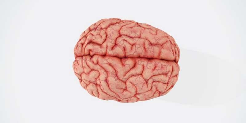 Достатньо і короткої прогулянки. Вчені з’ясували, що мозок людини збільшується від фізичних вправ